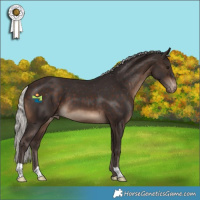 Horse Color:Silver Brown Appaloosa 