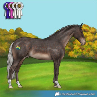 Horse Color:Silver Brown Appaloosa 