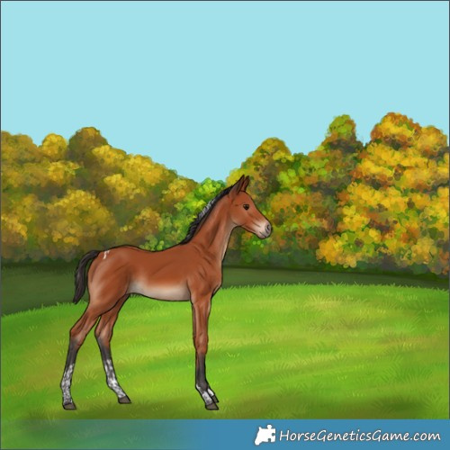 Horse Color:Bay Tobiano Rabicano 