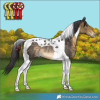 Horse Color:Buckskin Tobiano Rabicano