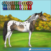 Horse Color:Buckskin Tobiano Rabicano 