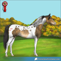 Horse Color:Buckskin Tobiano Rabicano