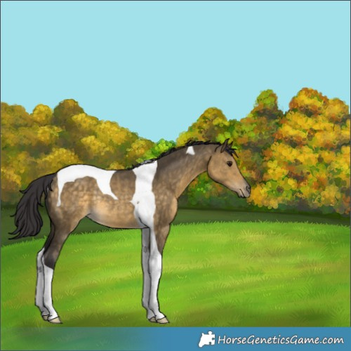 Horse Color:Buckskin Dun Tobiano Rabicano 