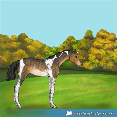 Horse Color:Buckskin Tobiano Rabicano 
