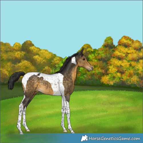 Horse Color:Buckskin Tobiano Rabicano 
