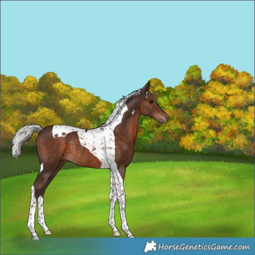 Horse Color:Silver Bay Tobiano Rabicano 