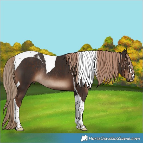 Horse Color:Liver Chestnut Tobiano Rabicano
