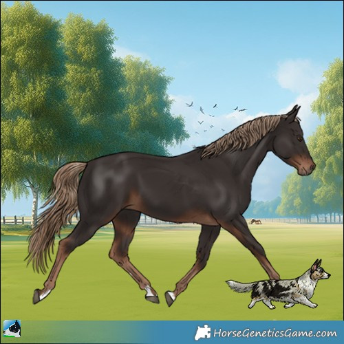 Horse Color:Liver Chestnut 