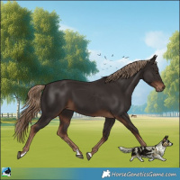 Horse Color:Liver Chestnut 