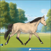 Horse Color:Buckskin 