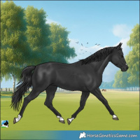 Horse Color:Black 