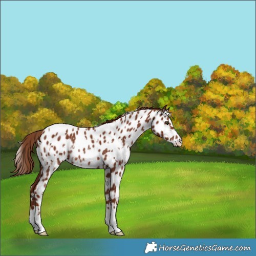 Horse Color:White Spotted Chestnut Near Leopard Rabicano 