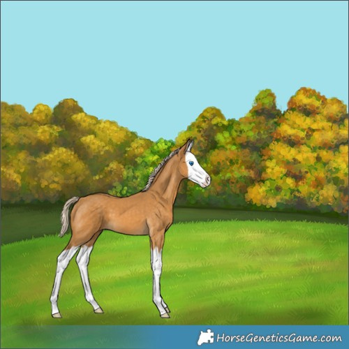 Horse Color:Palomino Splash 