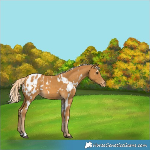Horse Color:White Spotted Palomino Appaloosa 