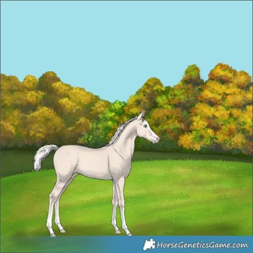 Horse Color:Cremello Splash 