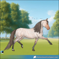 Horse Color:Bay Roan Blanket