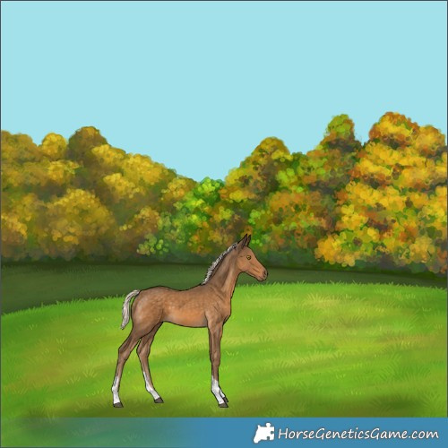 Horse Color:Chocolate Palomino Tobiano Rabicano 