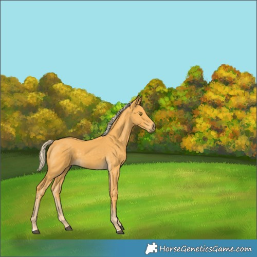 Horse Color:Palomino 