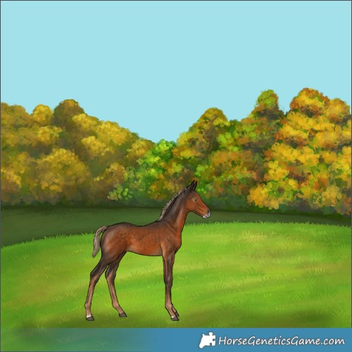 Horse Color:Gray Chocolate Palomino Frame 