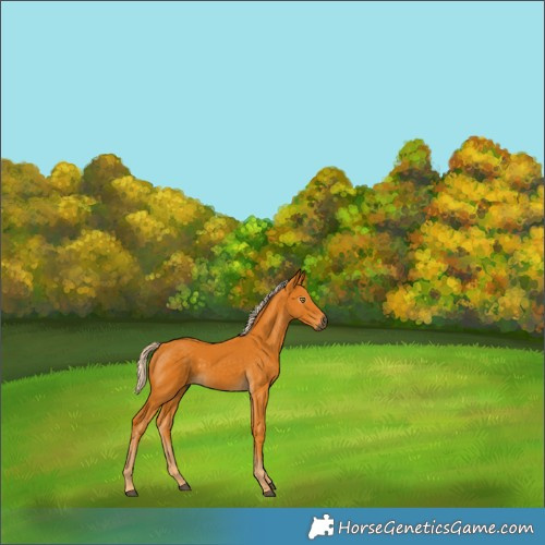 Horse Color:Gray Palomino