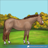 Horse Color:Red Dun Rabicano
