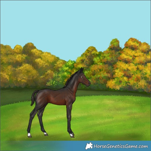 Horse Color:Gray Liver Chestnut