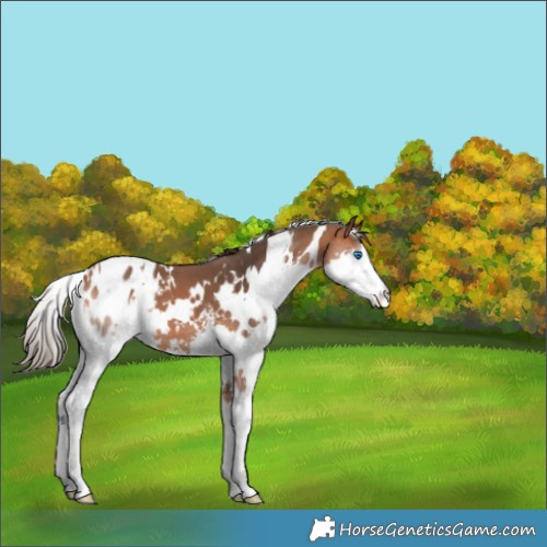 Horse Color:White Spotted Bay Splash Appaloosa 