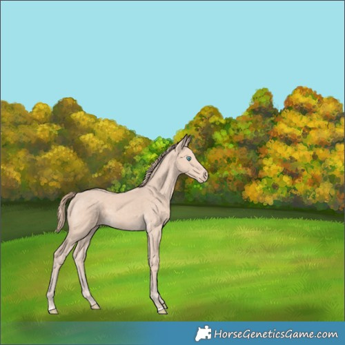 Horse Color:Perlino