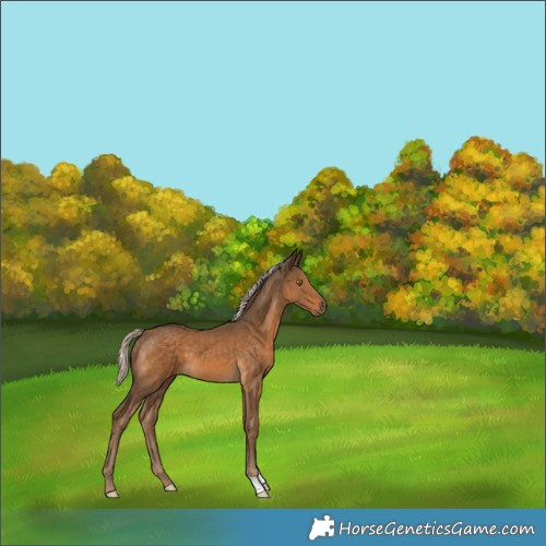 Horse Color:Chocolate Palomino 