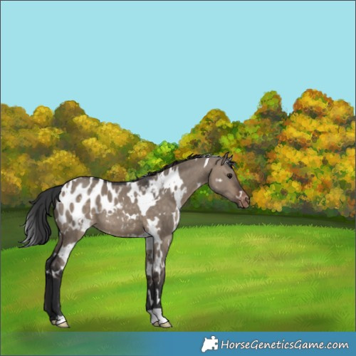 Horse Color:White Spotted Brown Dun Appaloosa 