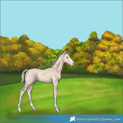 Horse Color:Cremello Rabicano 