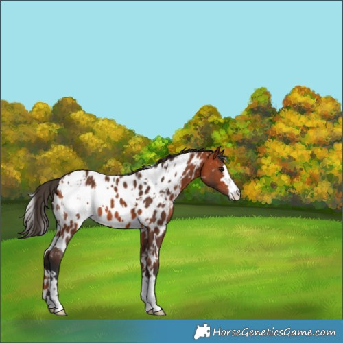 Horse Color:White Spotted Bay Appaloosa 