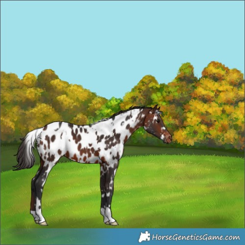 Horse Color:White Spotted Bay Appaloosa 
