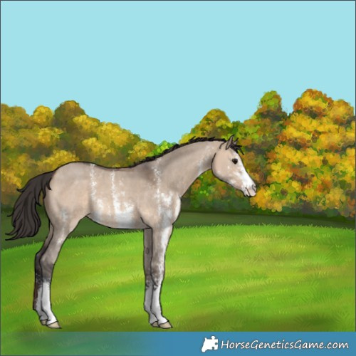 Horse Color:Brown Dun Sabino