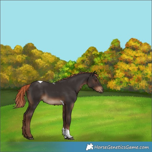 Horse Color:Liver Chestnut Tobiano Rabicano 