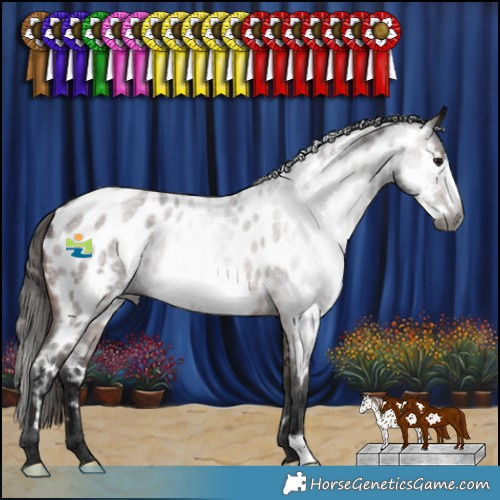 Horse Color:Gray Bay Roan Frame Appaloosa 