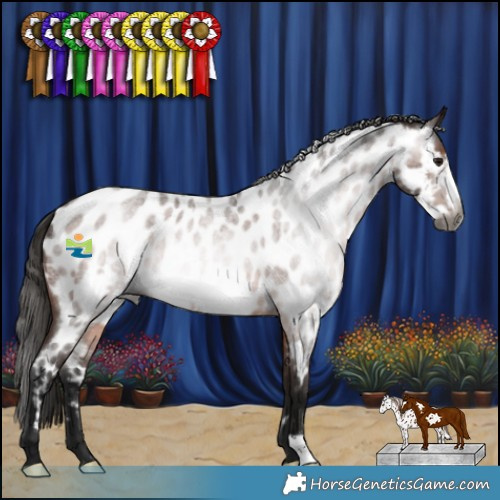 Horse Color:Gray Bay Roan Frame Appaloosa 