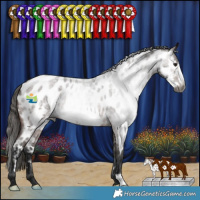 Horse Color:Gray Bay Roan Frame Appaloosa 