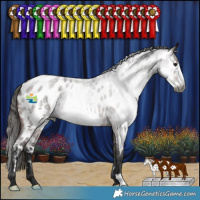 Horse Color:Gray Bay Roan Frame Appaloosa 