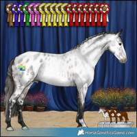 Horse Color:Gray Bay Roan Frame Appaloosa 