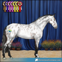 Horse Color:Gray Bay Roan Frame Appaloosa