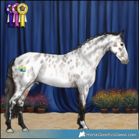 Horse Color:Gray Bay Roan Frame Appaloosa