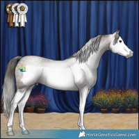Horse Color:Gray Bay Roan Splash Frame Appaloosa 