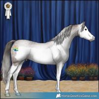 Horse Color:Gray Bay Roan Splash Frame Appaloosa 