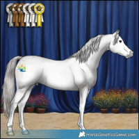 Horse Color:Gray Bay Roan Splash Frame Appaloosa 