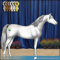 Horse Color:Gray Bay Roan Splash Frame Appaloosa 