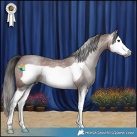 Horse Color:Gray Bay Roan Splash Frame Appaloosa
