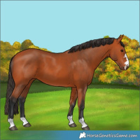 Horse Color:Bay 