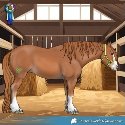 Horse Color:Chestnut 