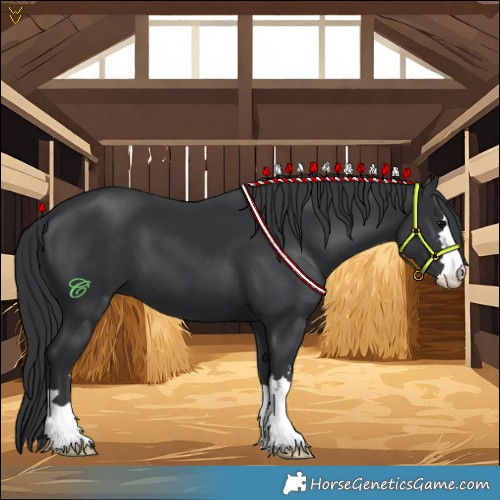 Horse Color:Black 